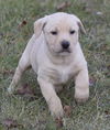 Finnan