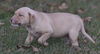 Ferdinand