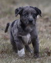 Melchior