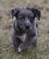 Melchior