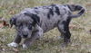 Melchior