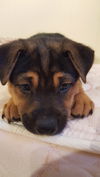 Winston