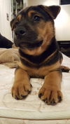Winston