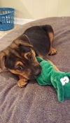 Winston