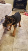 Winston