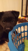 Wilma