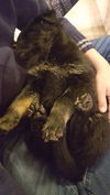 Wilma