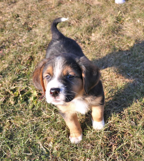 Bailey