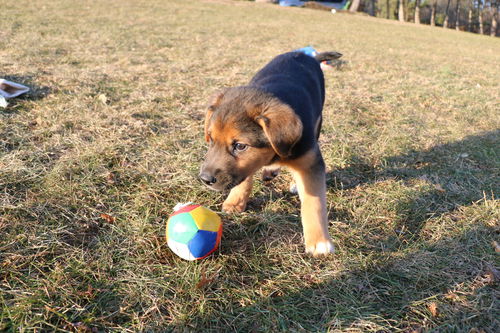 Bernard