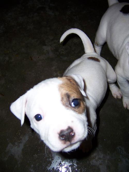 Bailey