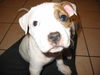 Bailey