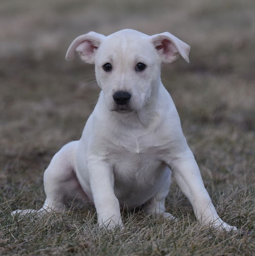 Wilbur