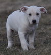Wilbur