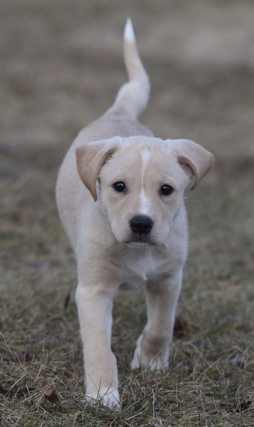 Willow