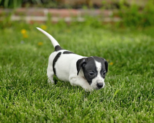 Bandit