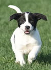 Cooper