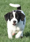 Cooper