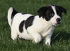 Cooper