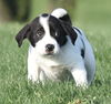 Cooper