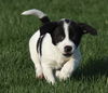 Cooper