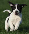 Cooper