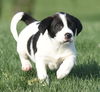 Cooper