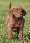 Charlie