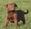 Charlie