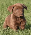 Charlie