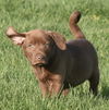 Charlie