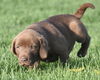 Charlie