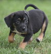Monty