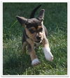 Bailey