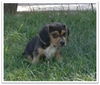 Bailey