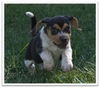 Bandit