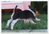 Bandit