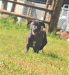 Farley