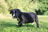 Tippy