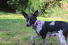Bella Spots