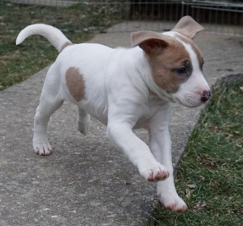 Kali