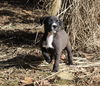 Templeton