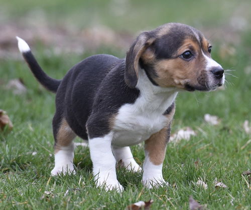 Benny