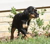 Charlie
