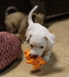 Delilah