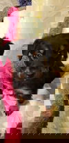 Kadin