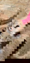 Kali