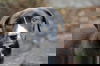 Eve