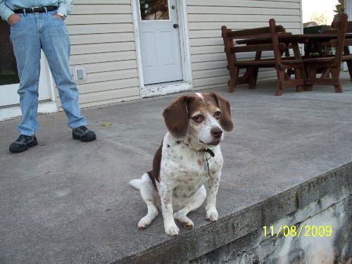 Sadie the Beagle