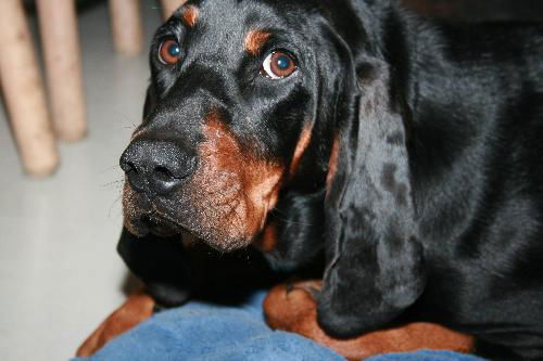 Daisy
