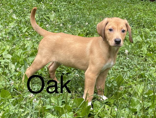 Oak